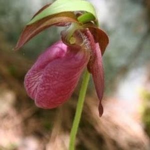 Meet your Posher, Janet